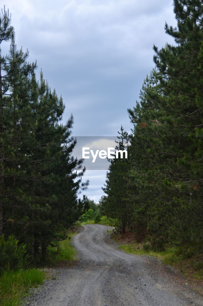 Road amidst trees in forest against sky