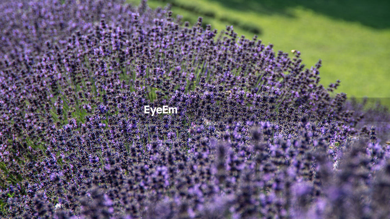 CLOSE-UP OF PURPLE FLOWERING PLANTS