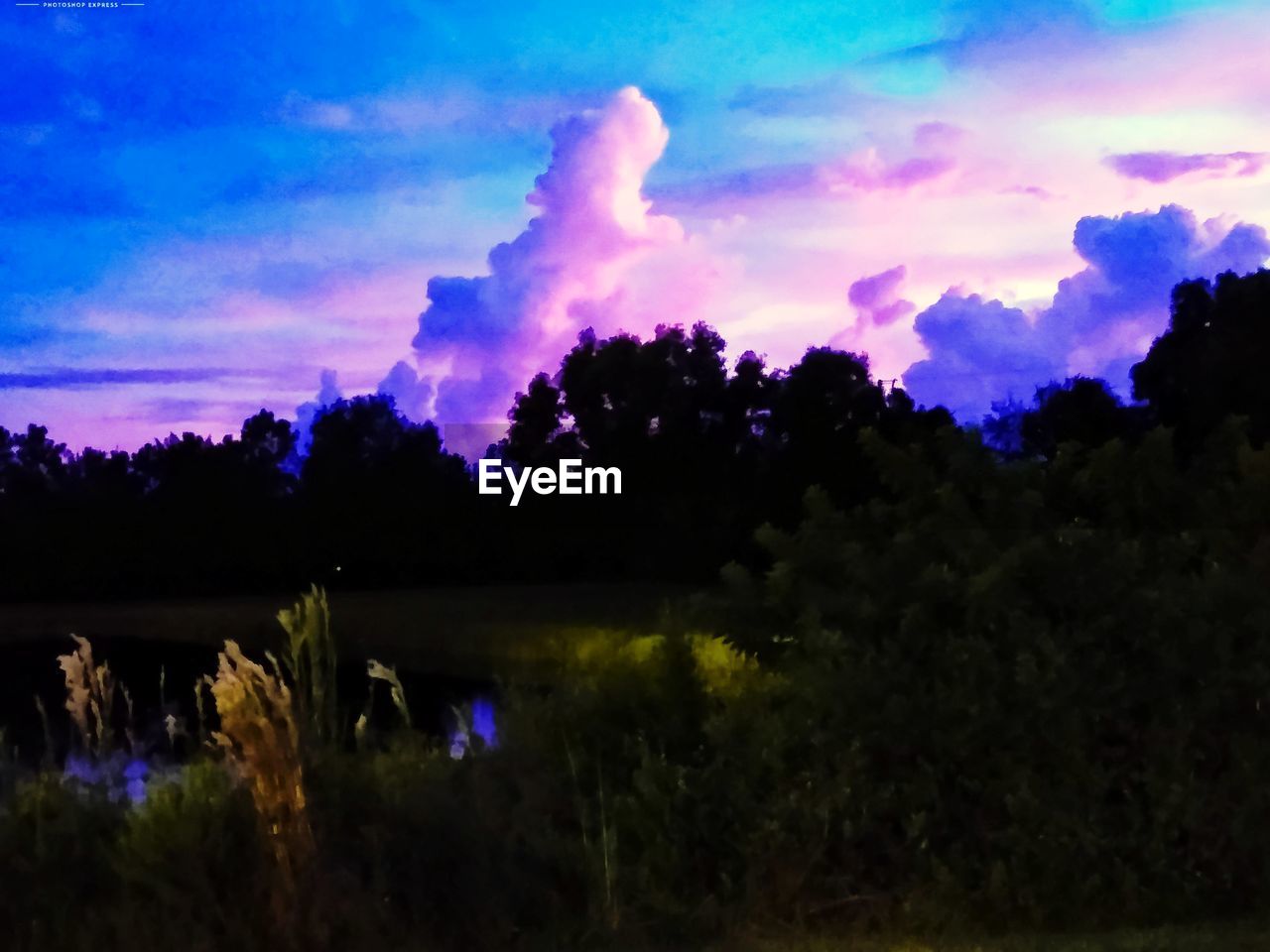 SILHOUETTE TREES ON FIELD AGAINST SKY DURING SUNSET