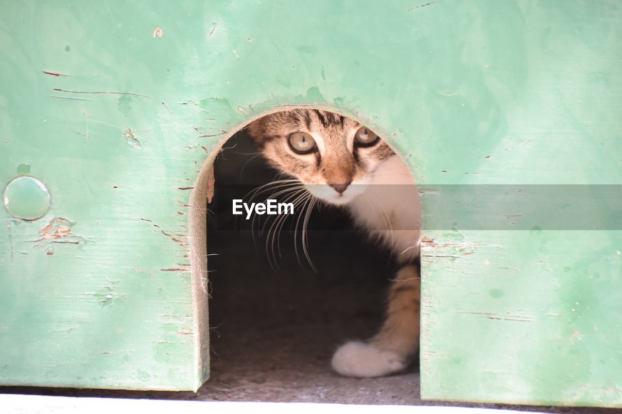 CLOSE-UP OF CAT LOOKING THROUGH WALL