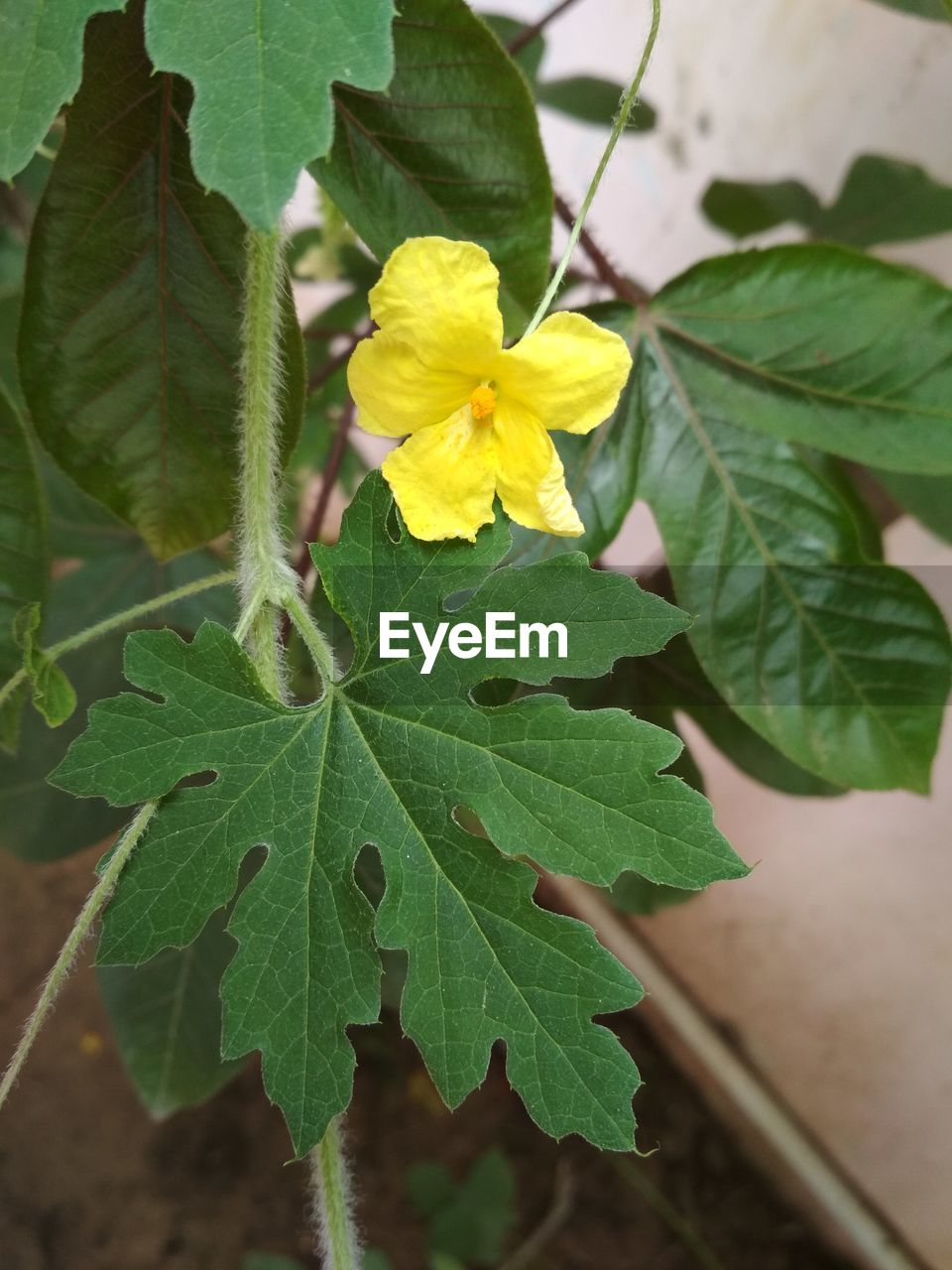 CLOSE-UP OF YELLOW PLANT