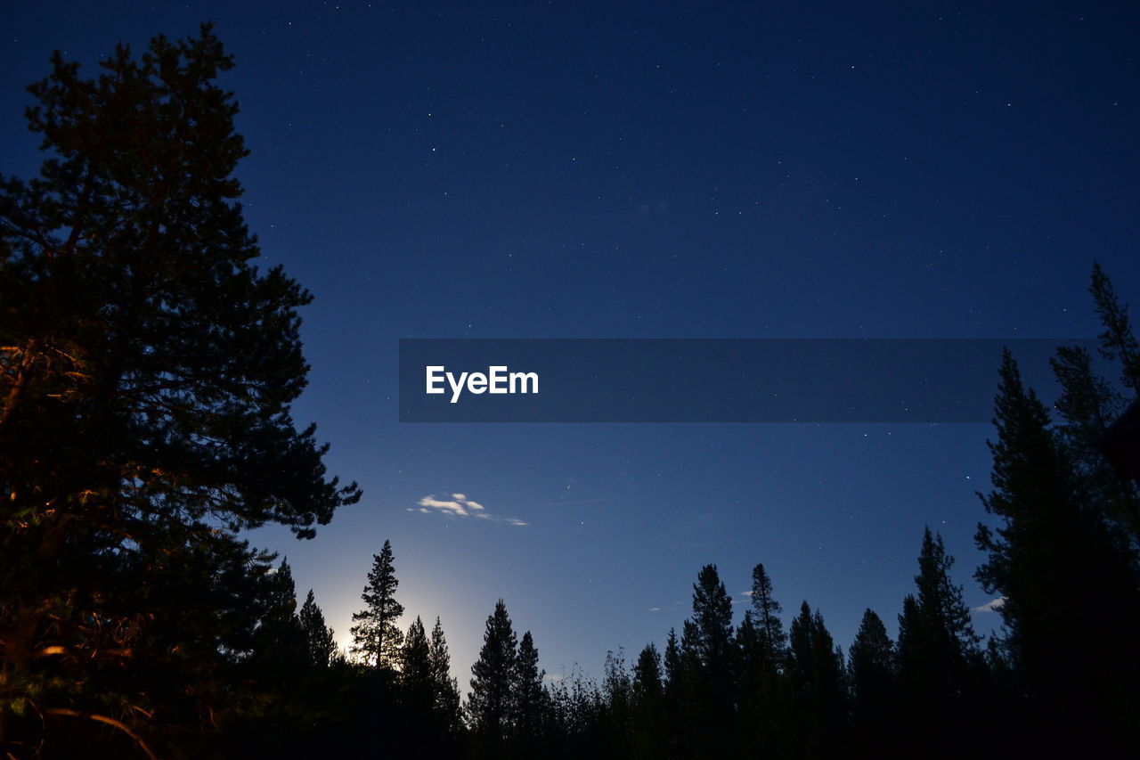 Low angle view of silhouette trees against blue sky