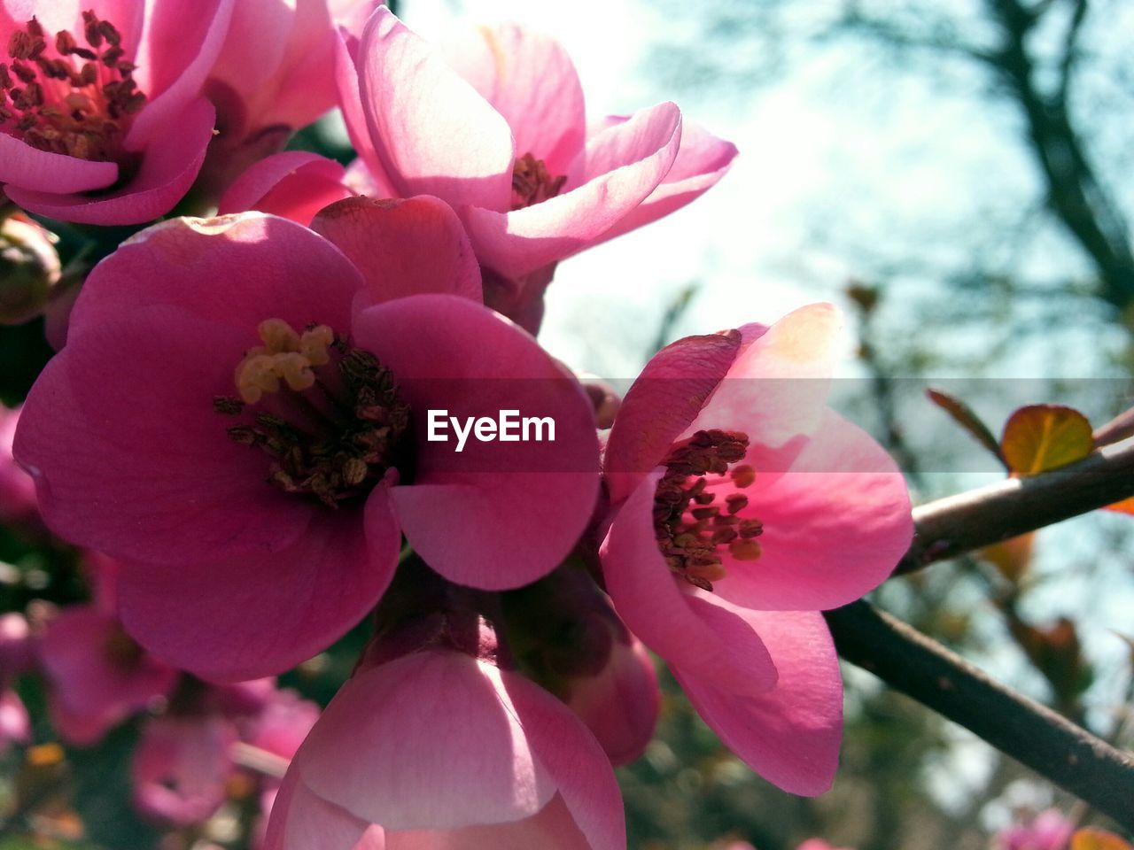 Close-up of pink blossom