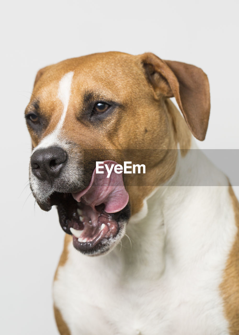 Close-up of dog against white background