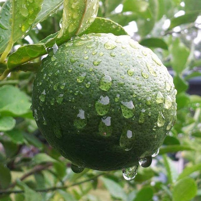 CLOSE-UP OF WATER DROPS ON LEAVES