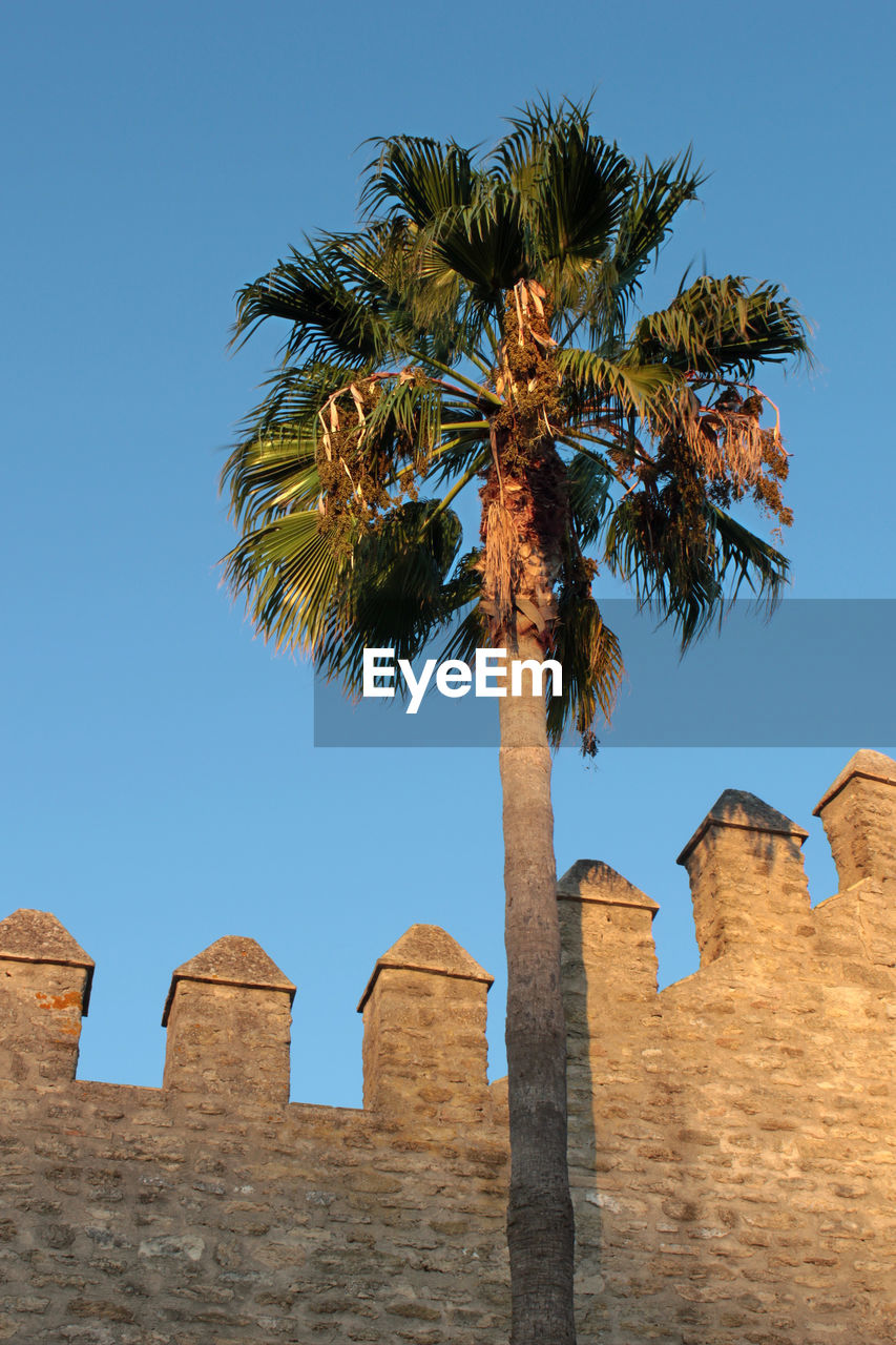 LOW ANGLE VIEW OF PALM TREE AGAINST BLUE SKY