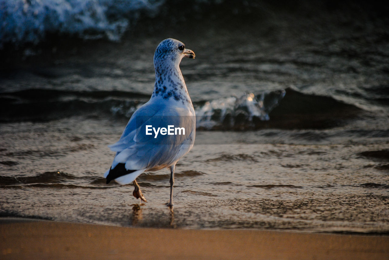 Close-up of seagull at beach