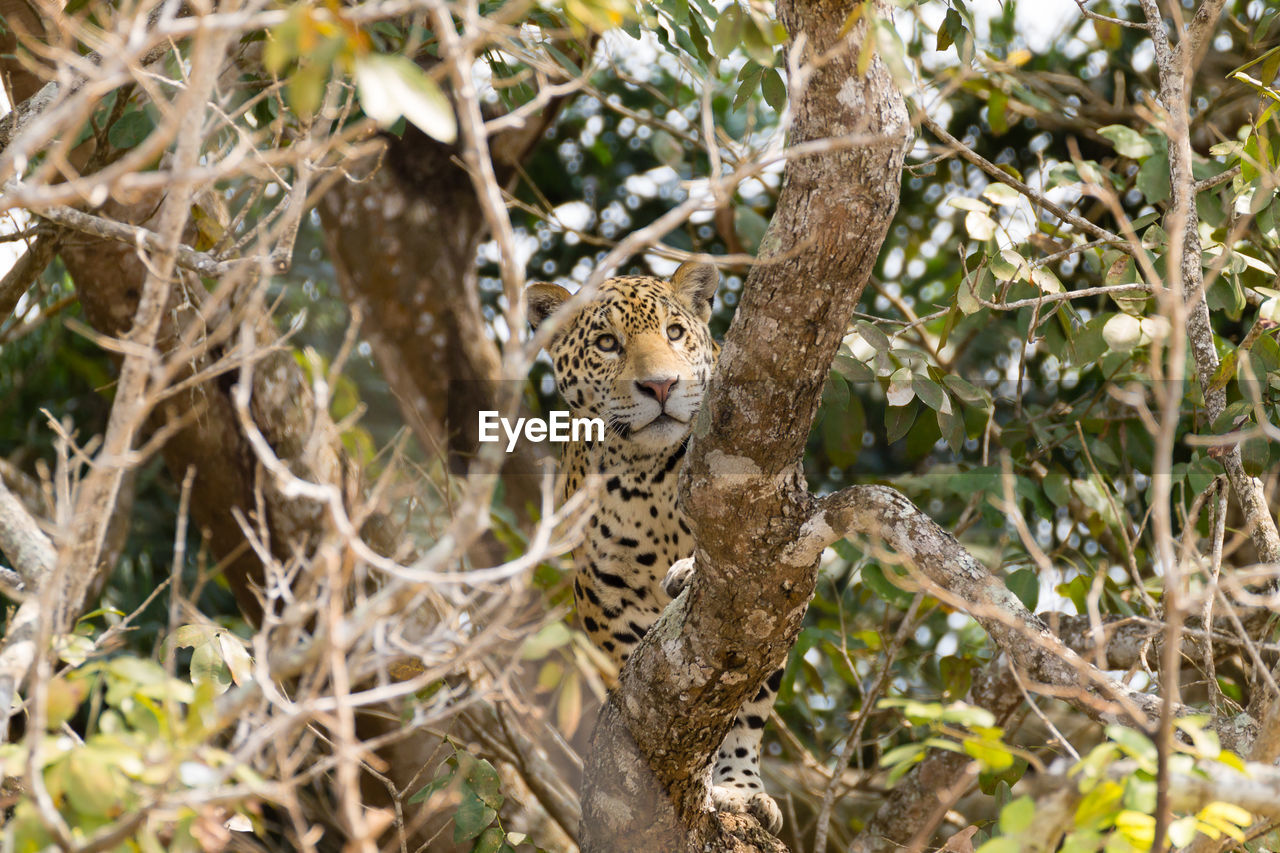 VIEW OF CAT ON BRANCH