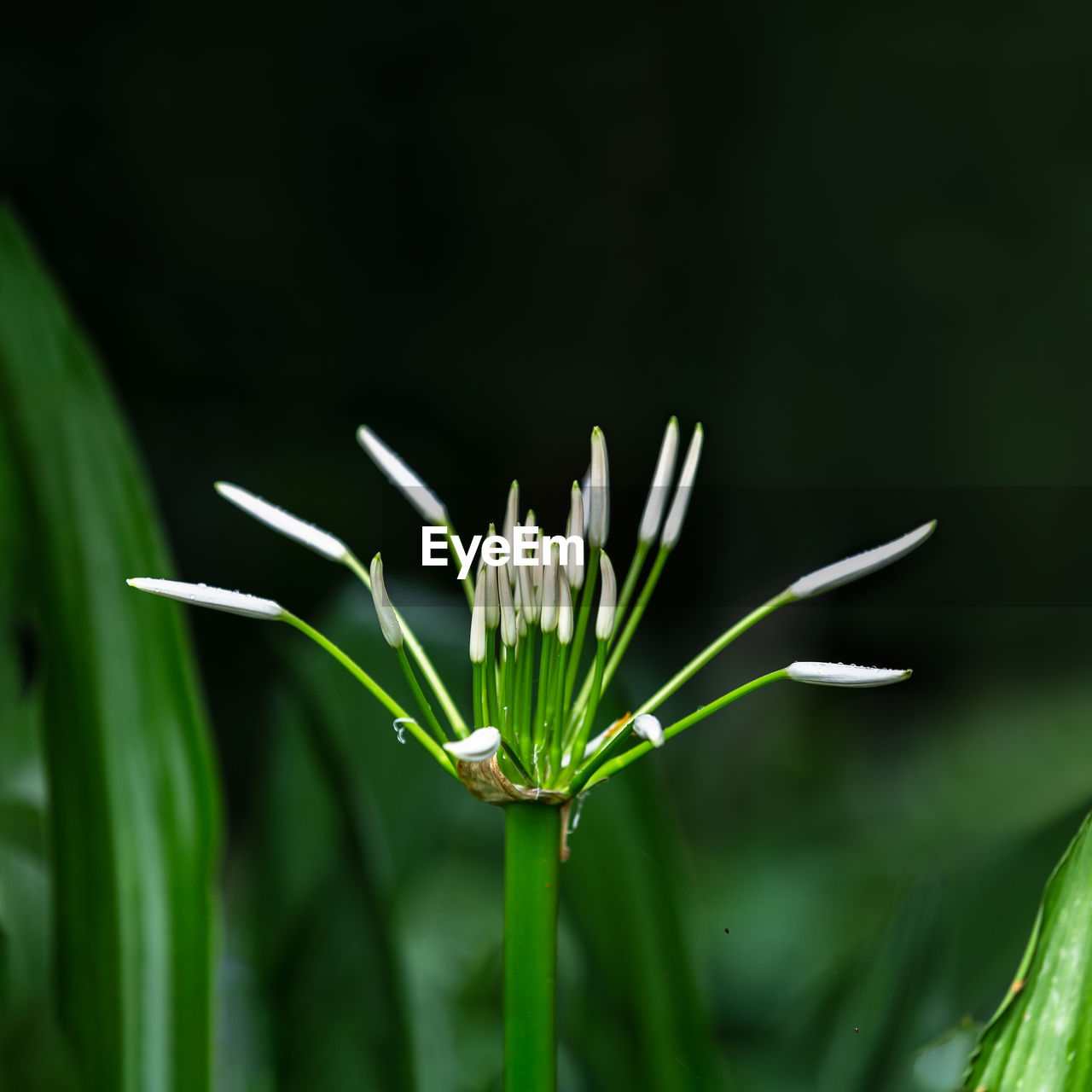 CLOSE-UP OF FLOWER PLANT