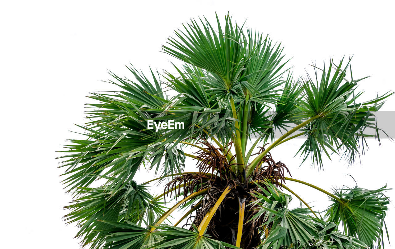 CLOSE-UP OF PALM TREE AGAINST SKY