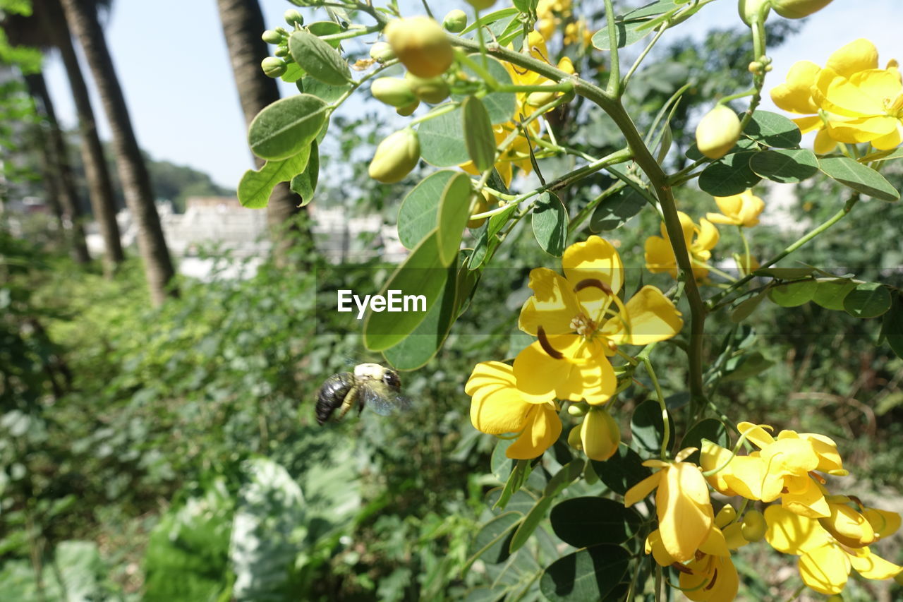 CLOSE-UP OF INSECT POLLINATING ON PLANT