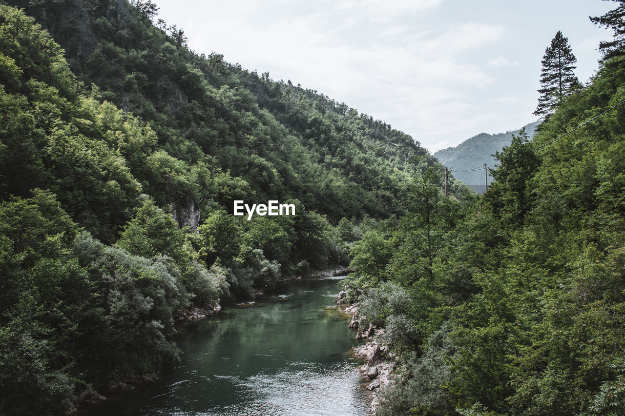 Scenic view of river amidst trees against sky