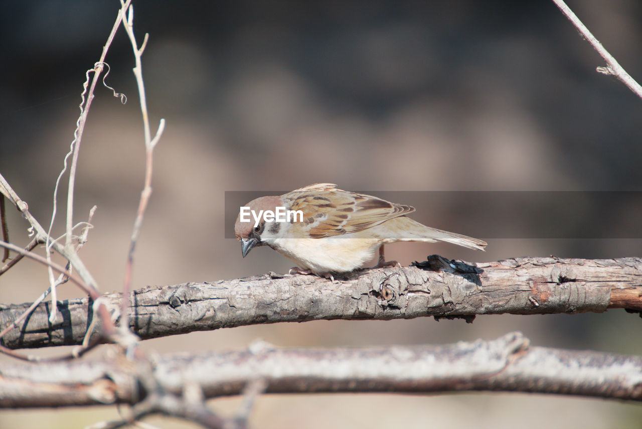 Close-up of bird perching on branch