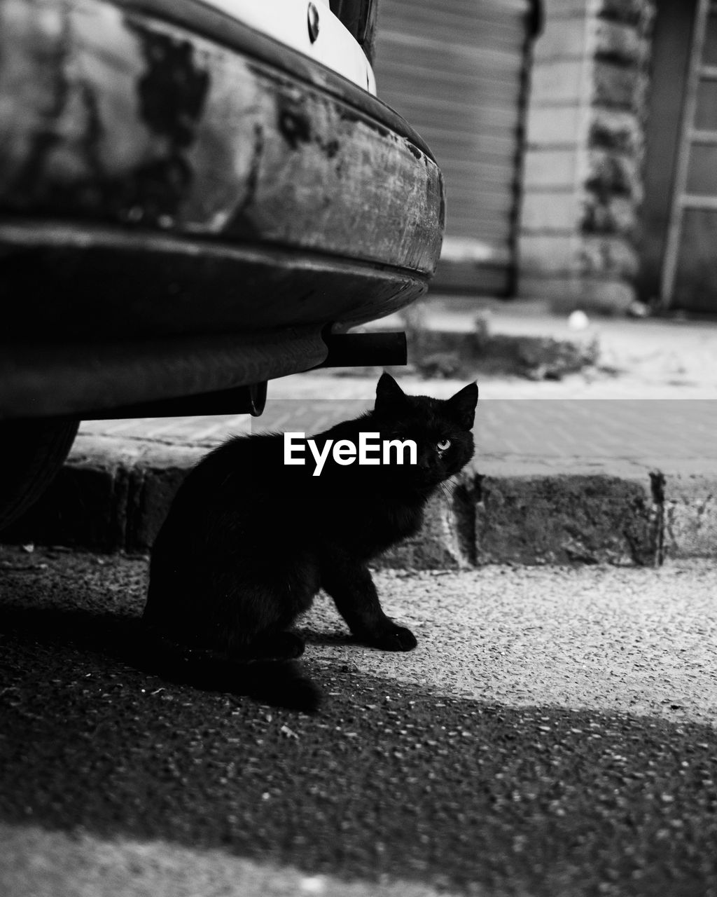 Portrait of black cat sitting under car