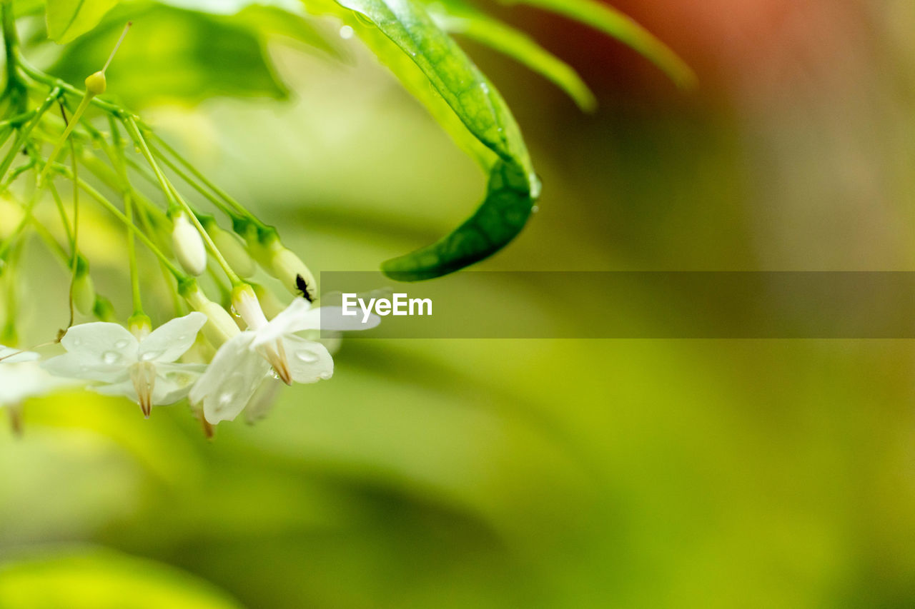 Close-up of white flowering plant