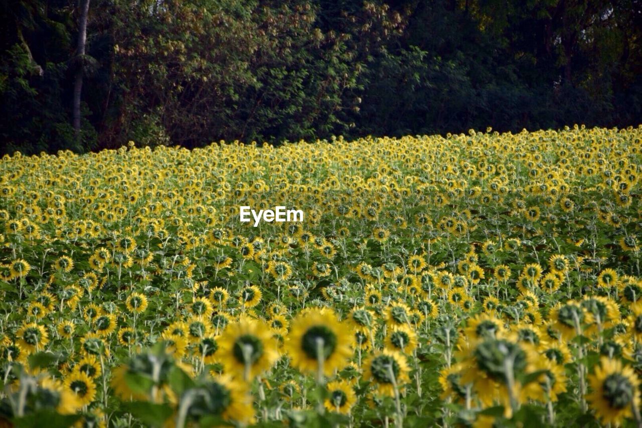 View of yellow flowers growing in field