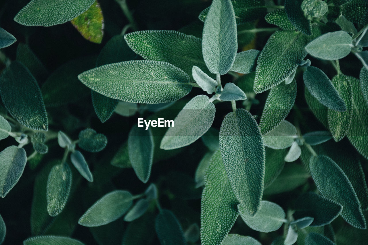 Close-up of green leaves