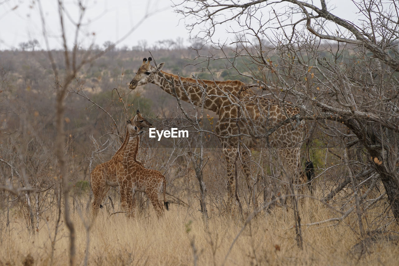 VIEW OF GIRAFFE IN FOREST