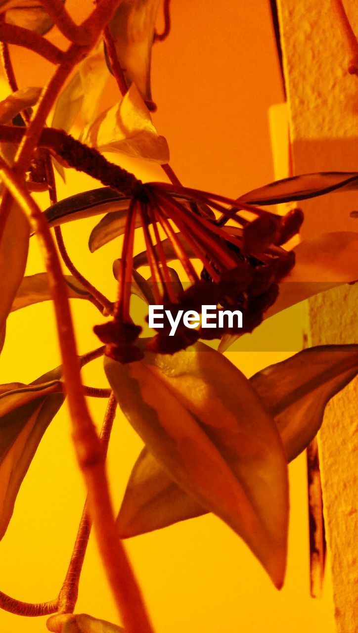 CLOSE-UP OF ORANGE YELLOW FLOWER