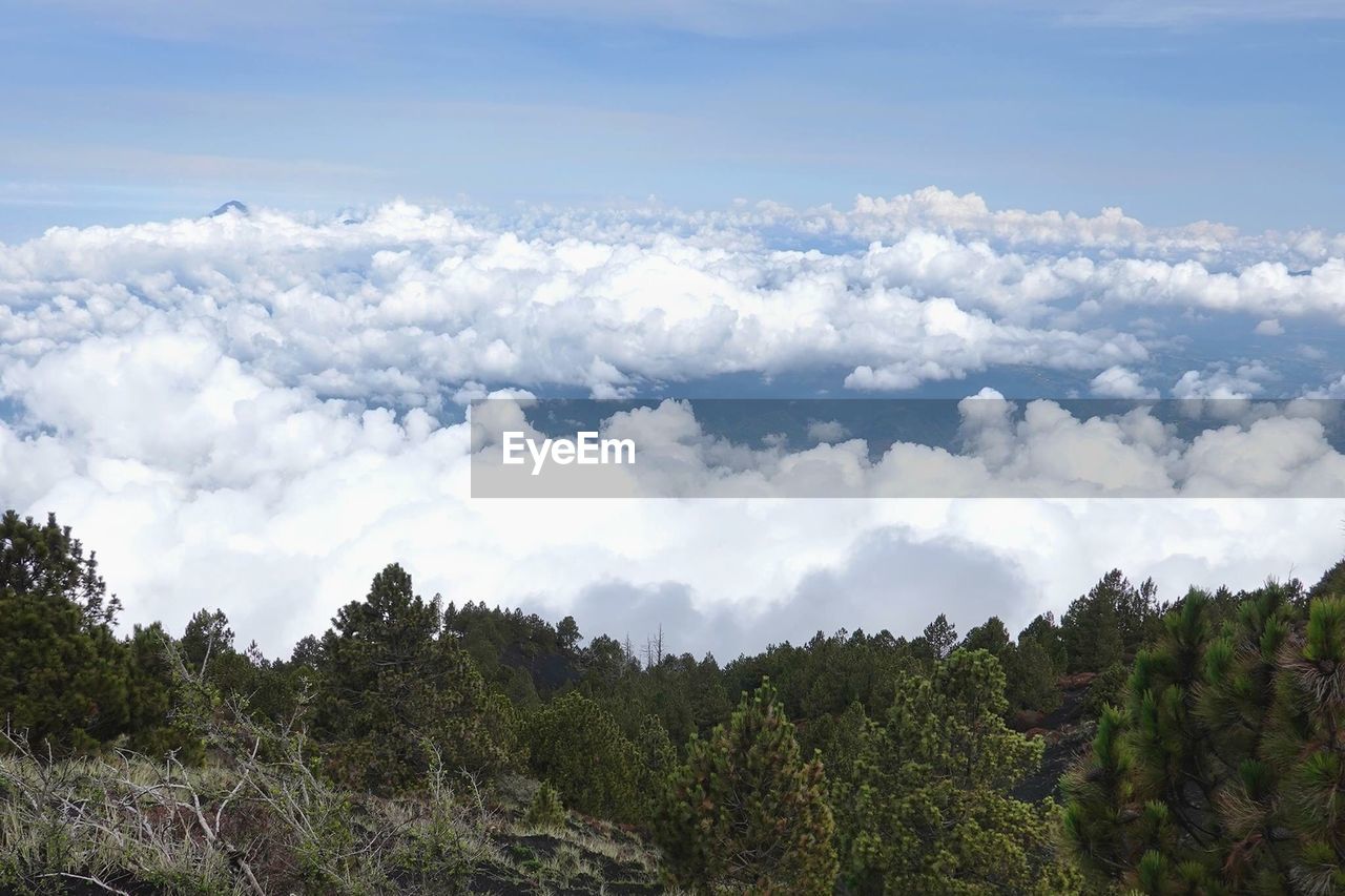 Scenic view of forest against sky