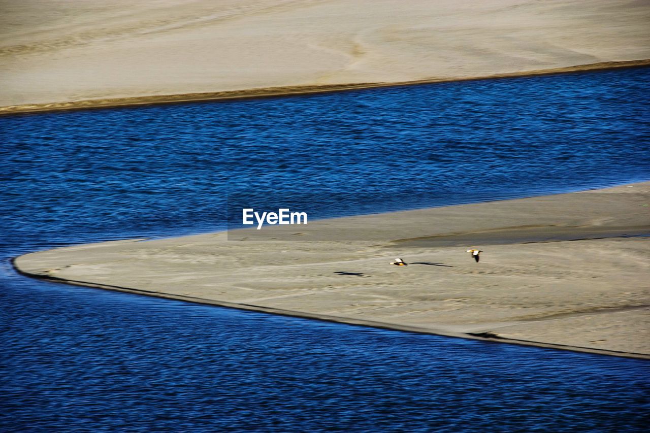 SEAGULL ON SHORE