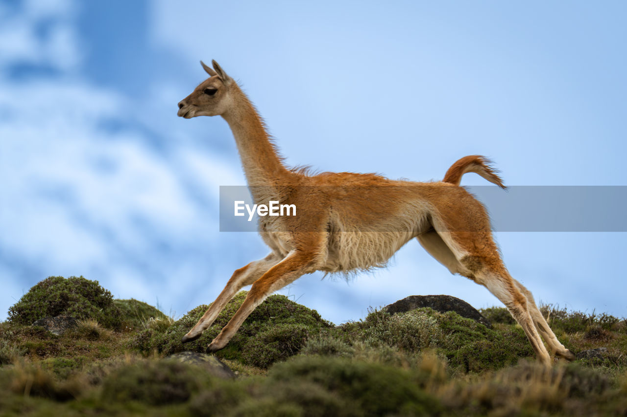 animal, animal themes, animal wildlife, mammal, one animal, wildlife, sky, nature, no people, full length, side view, standing, day, outdoors, plant, blue, domestic animals, environment