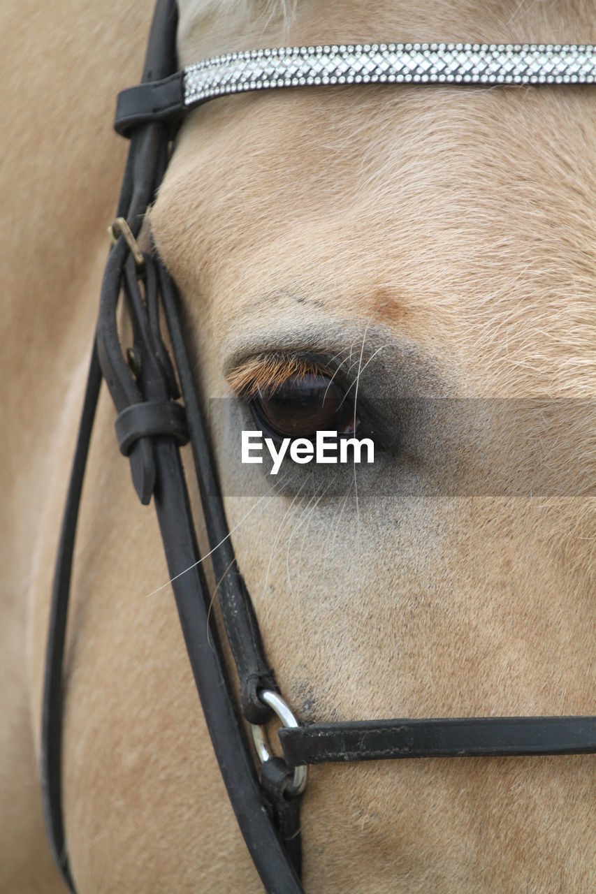 CLOSE-UP OF HORSE IN THE EYE