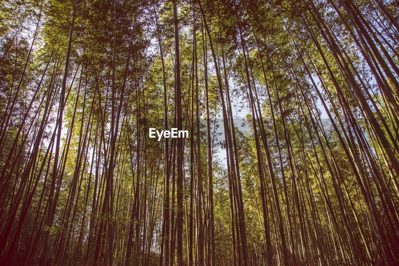 LOW ANGLE VIEW OF BAMBOO TREES AGAINST SKY