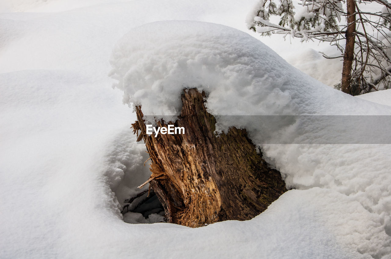 Close-up of tree during winter