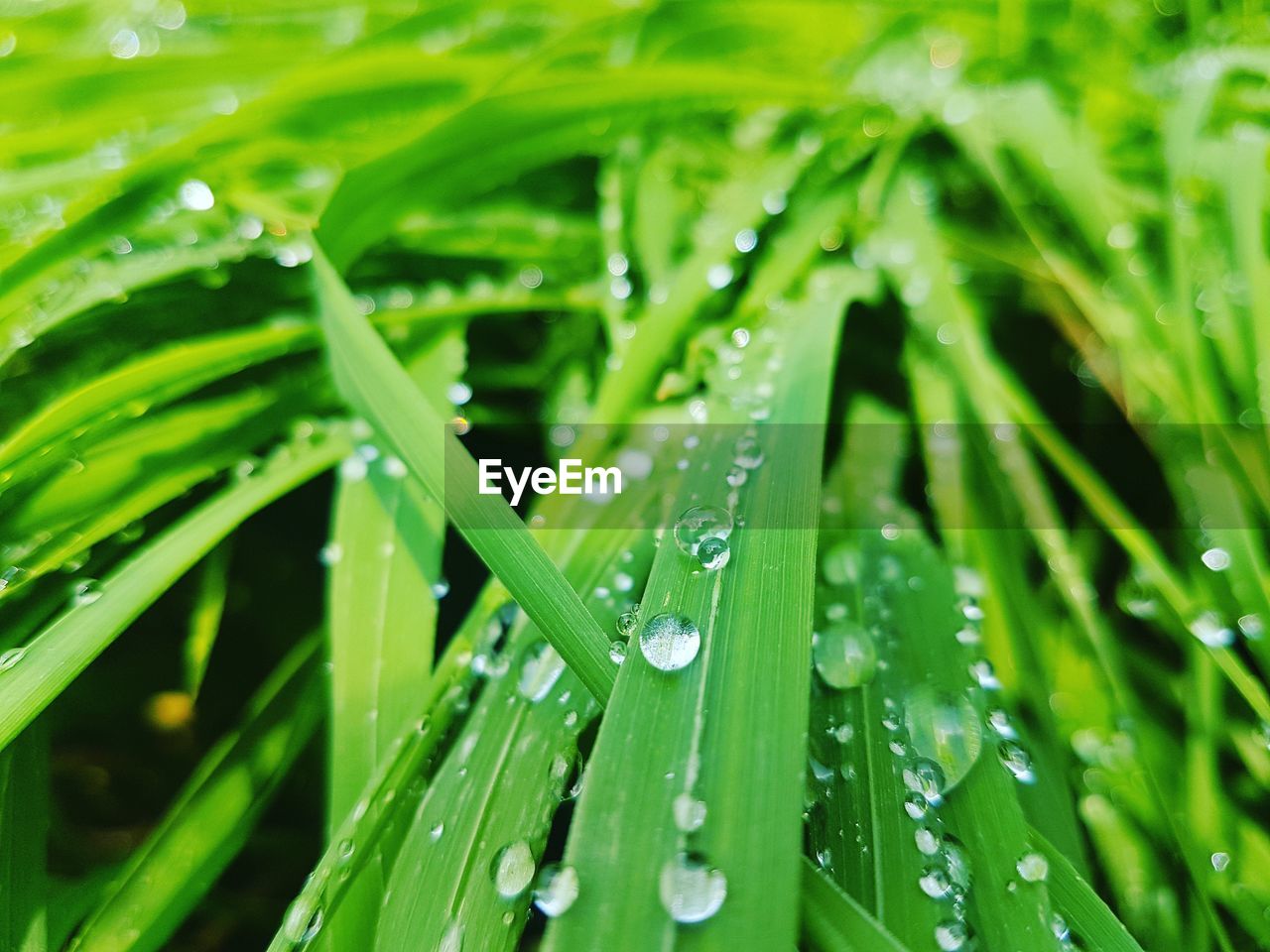 RAINDROPS ON GRASS