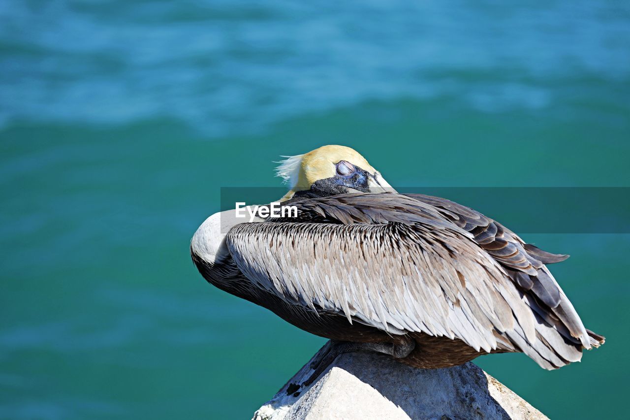 Close-up of bird perching on wooden post