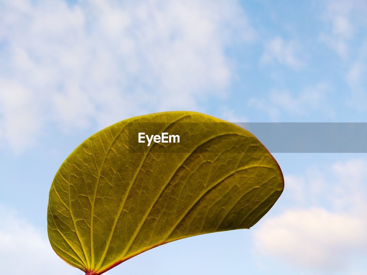 Low angle view of leaves against sky