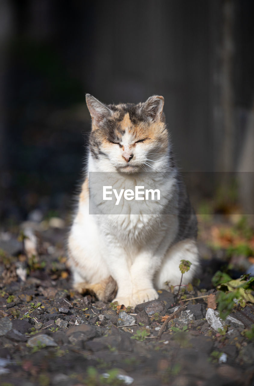 animal, animal themes, pet, mammal, one animal, domestic animals, cat, domestic cat, feline, whiskers, portrait, no people, felidae, sitting, small to medium-sized cats, wild cat, nature, looking at camera, front view, close-up, selective focus, carnivore, wildlife, animal hair, outdoors