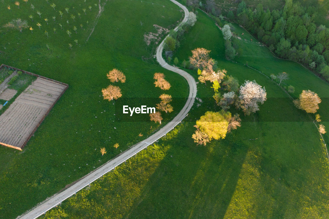 HIGH ANGLE VIEW OF FLOWERING PLANT ON FIELD