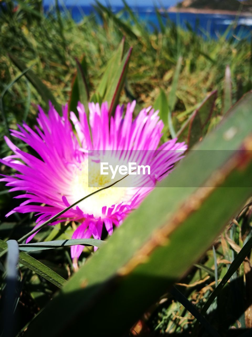 CLOSE-UP OF INSECT ON PINK FLOWER BLOOMING OUTDOORS