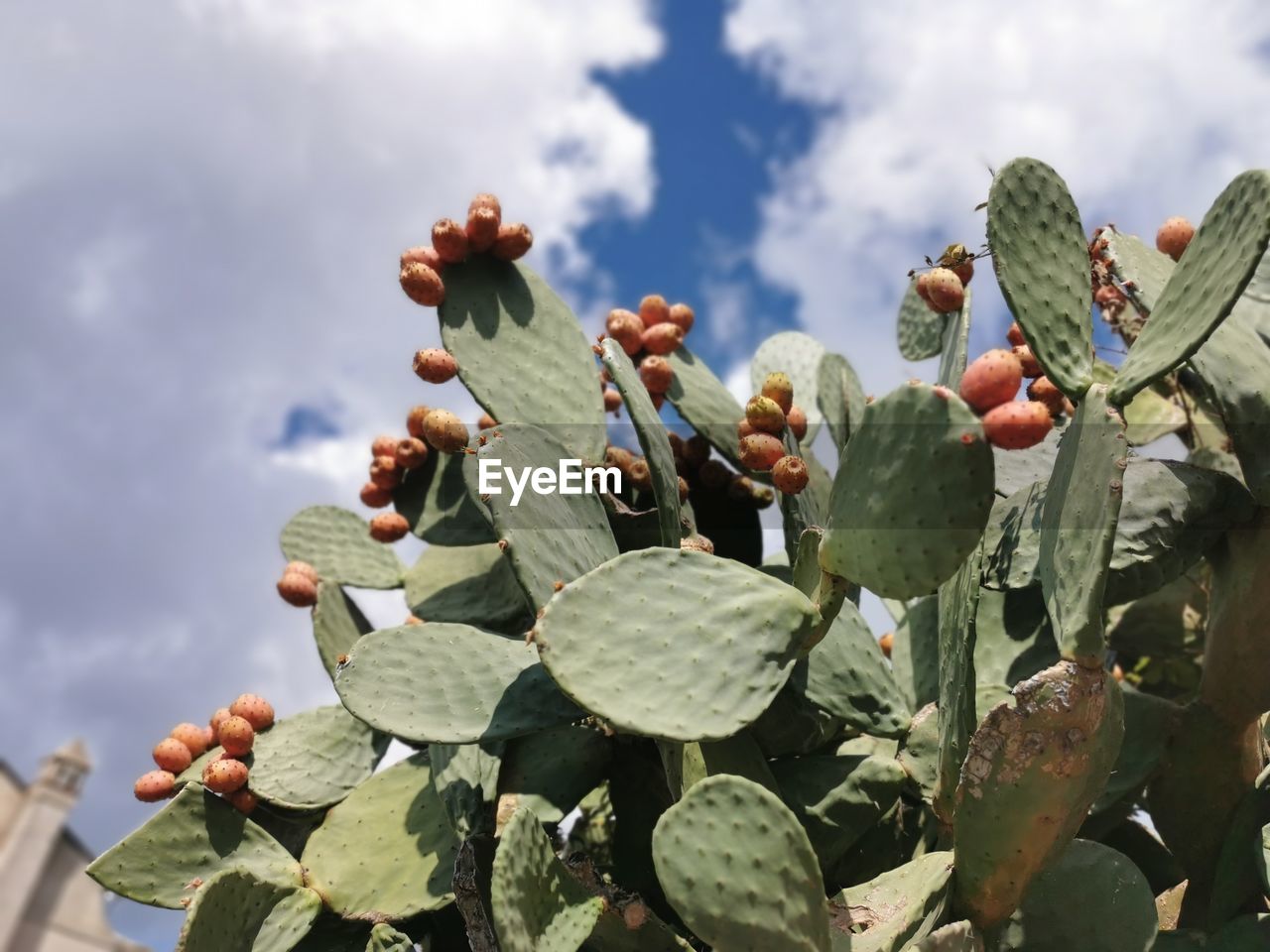 LOW ANGLE VIEW OF SUCCULENT PLANT AGAINST SKY