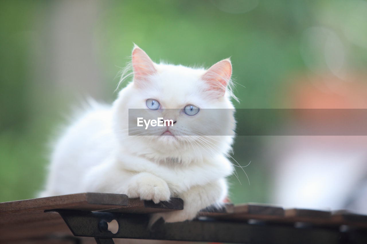 PORTRAIT OF WHITE CAT ON WOODEN FLOOR