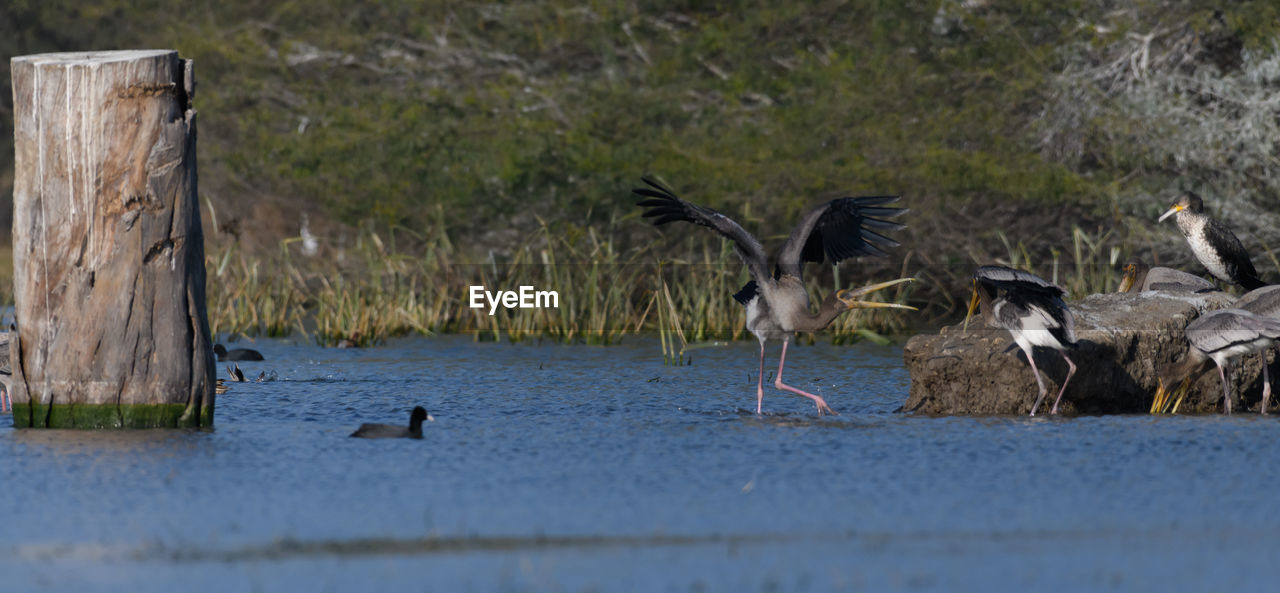 animal themes, animal, animal wildlife, bird, wildlife, group of animals, water, no people, nature, water bird, lake, wetland, day, outdoors, plant