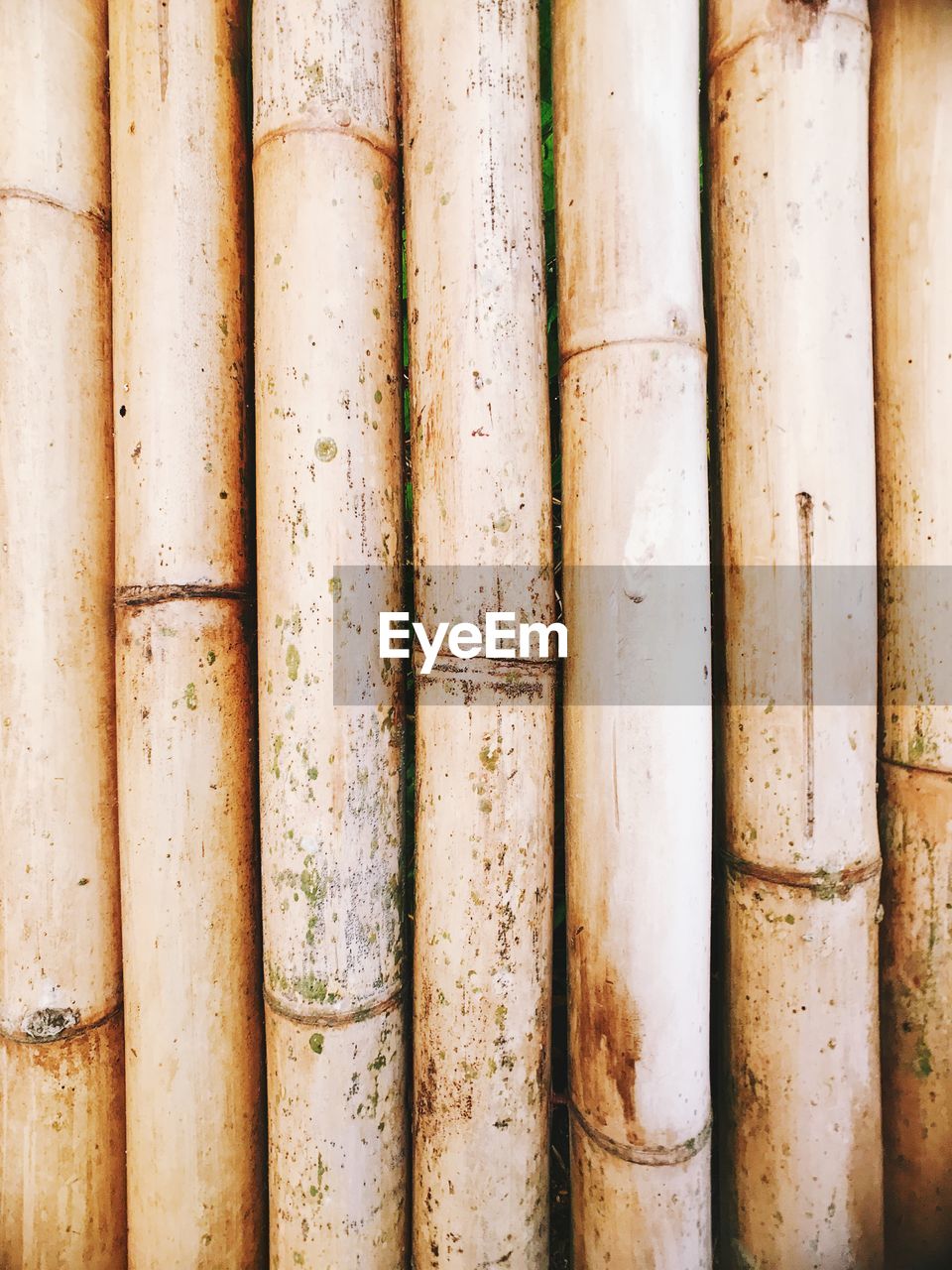 Full frame shot of bamboo