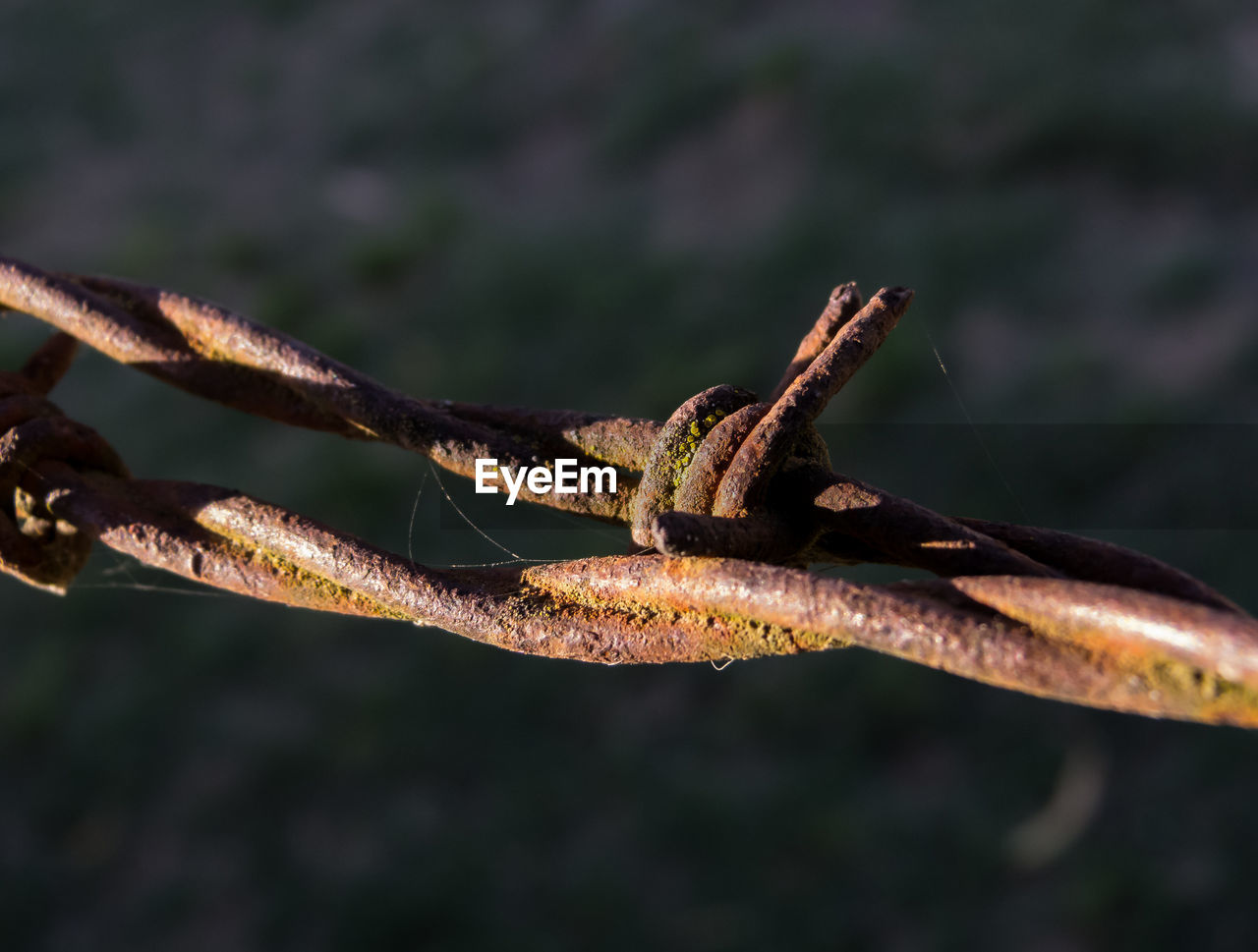 CLOSE-UP OF RUSTY BARBED WIRE ON FENCE