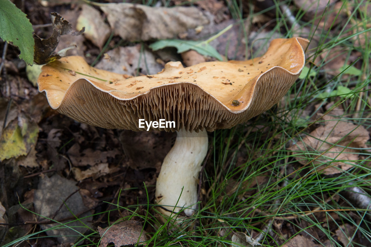 CLOSE-UP OF MUSHROOM GROWING IN FIELD