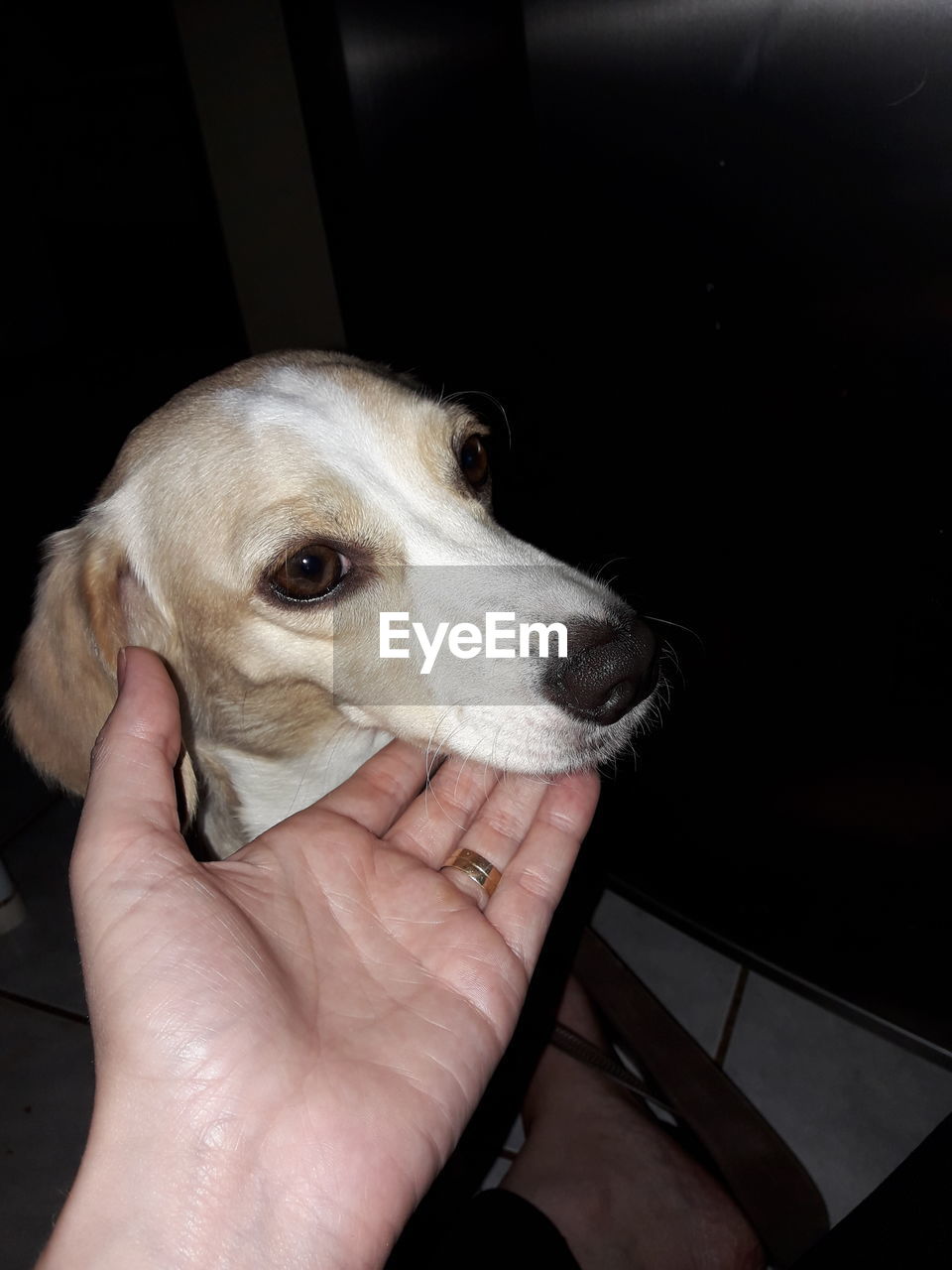 CLOSE-UP OF PUPPY WITH HAND