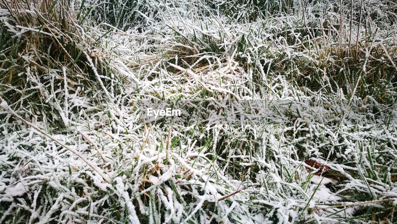 CLOSE-UP OF SNOW ON FIELD