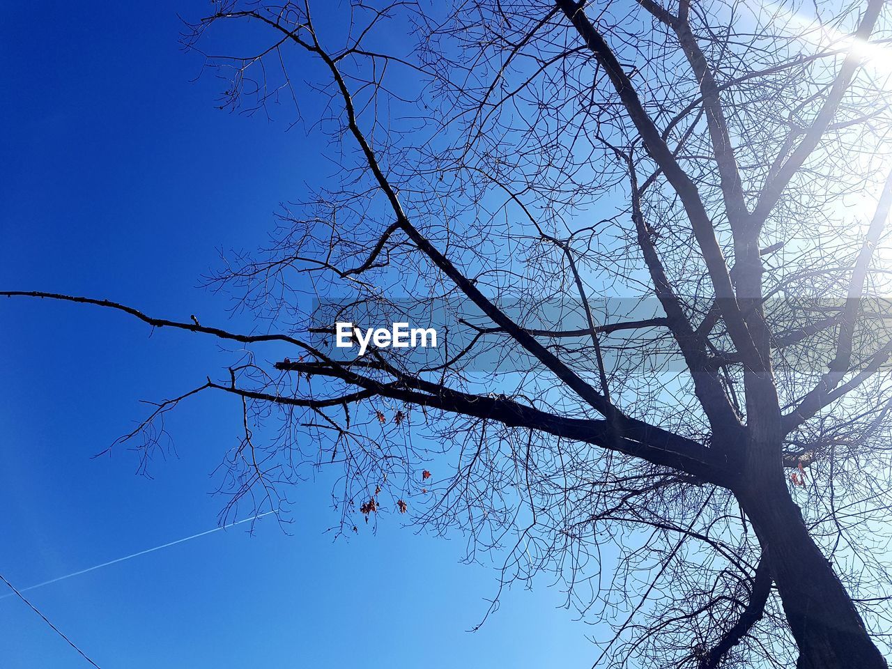 LOW ANGLE VIEW OF SILHOUETTE TREE AGAINST CLEAR BLUE SKY