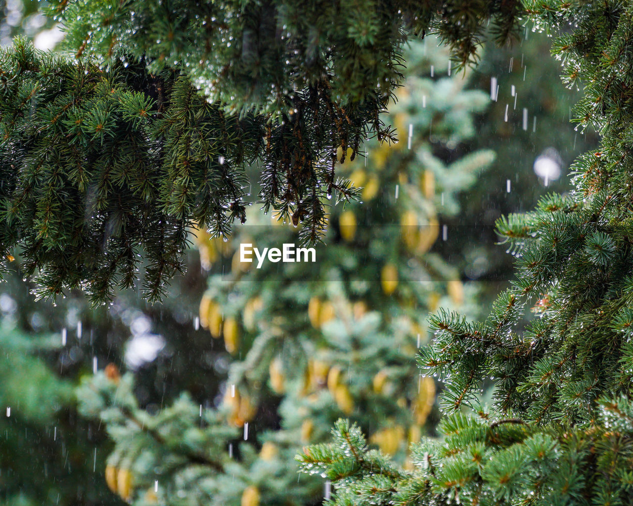 Rain drops falling from pine tree