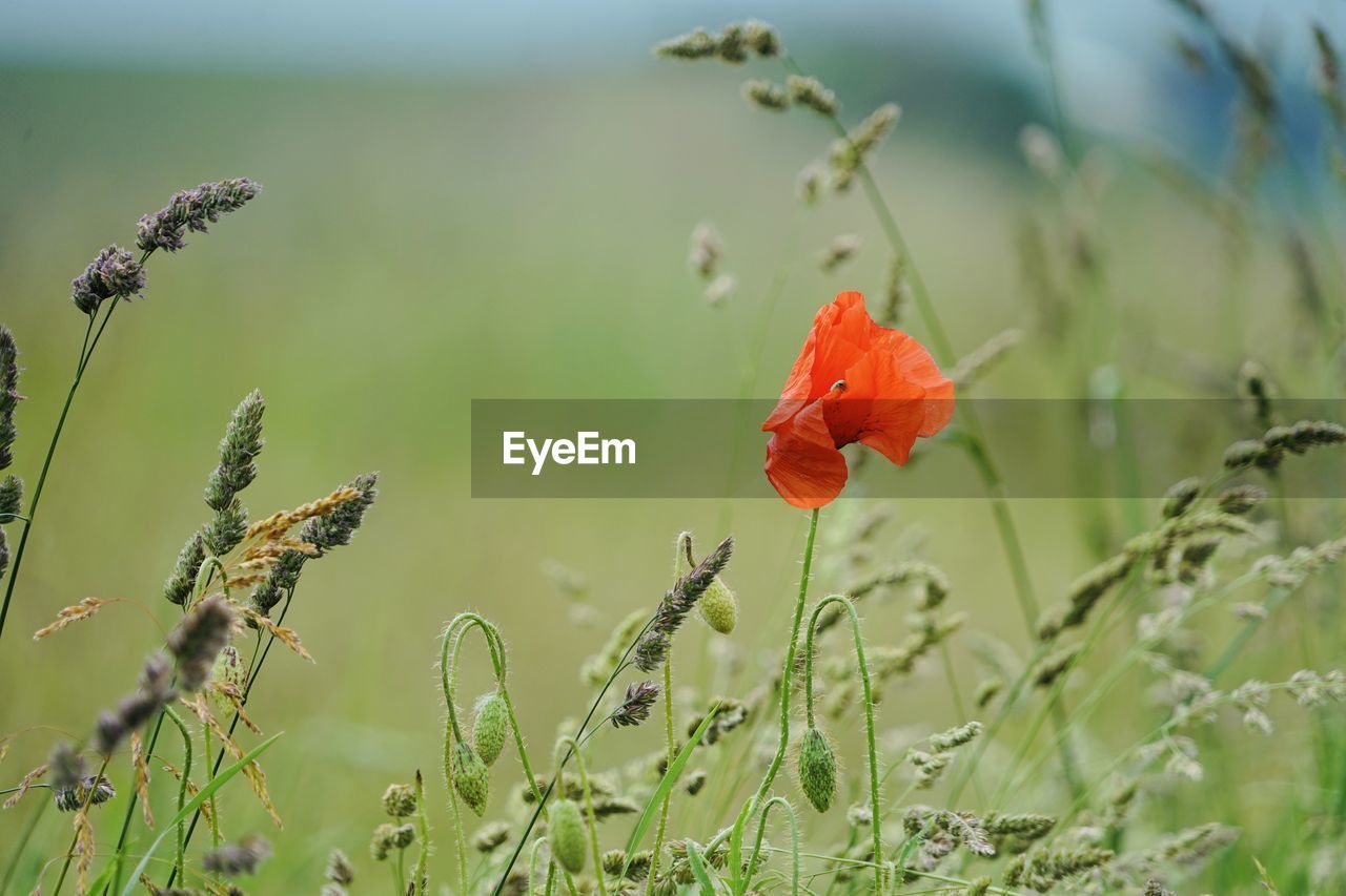 plant, nature, flower, flowering plant, beauty in nature, grass, meadow, prairie, wildflower, macro photography, freshness, poppy, land, landscape, no people, field, close-up, growth, environment, red, outdoors, fragility, focus on foreground, selective focus, green, tranquility, grassland, plain, food, day, rural scene, flower head, animal wildlife, sky, summer, petal, springtime, plant stem, sunlight, botany, agriculture, social issues, inflorescence, blossom, plant part, animal, leaf, animal themes, non-urban scene