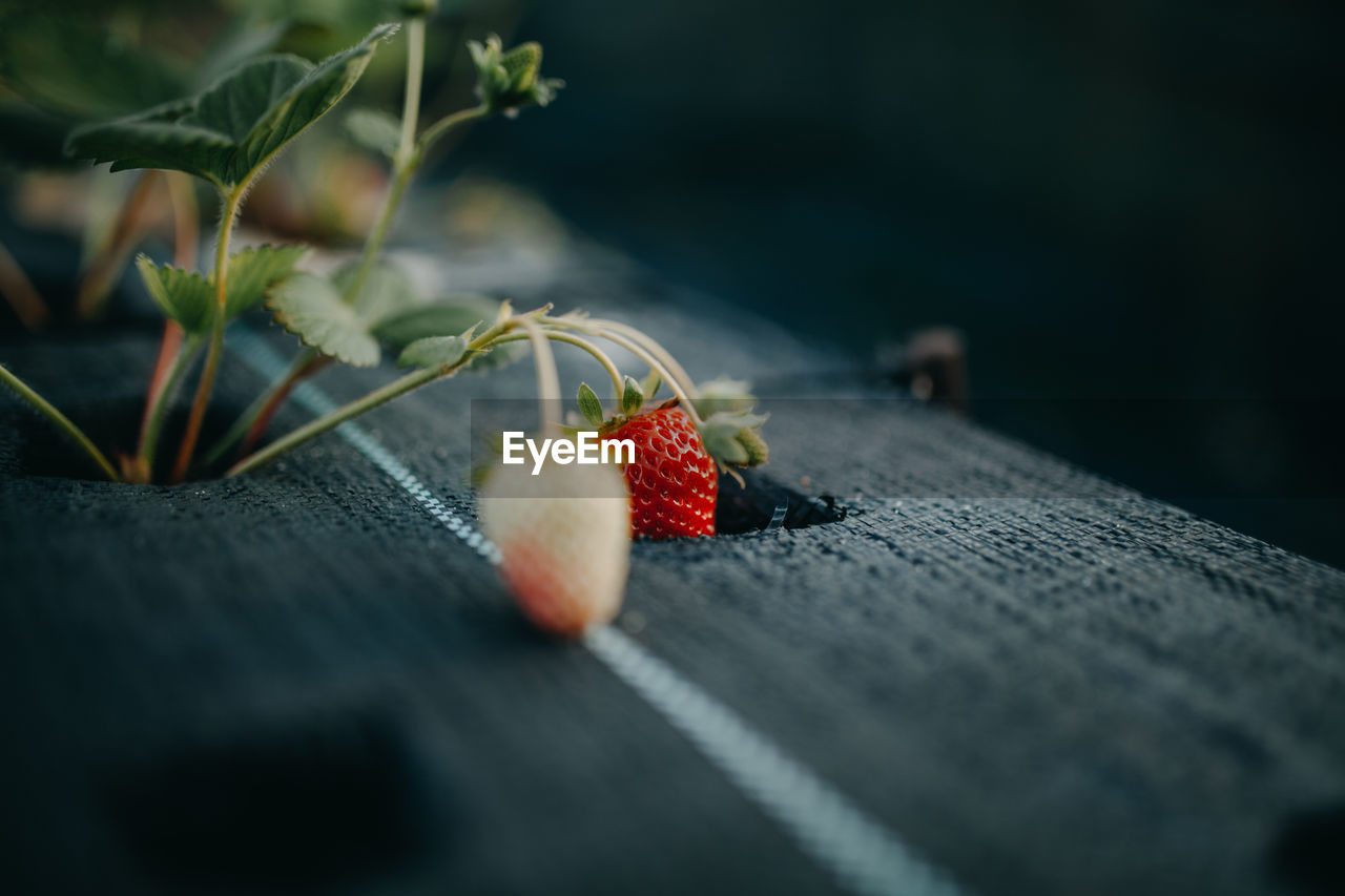 Close-up of strawberry on plant