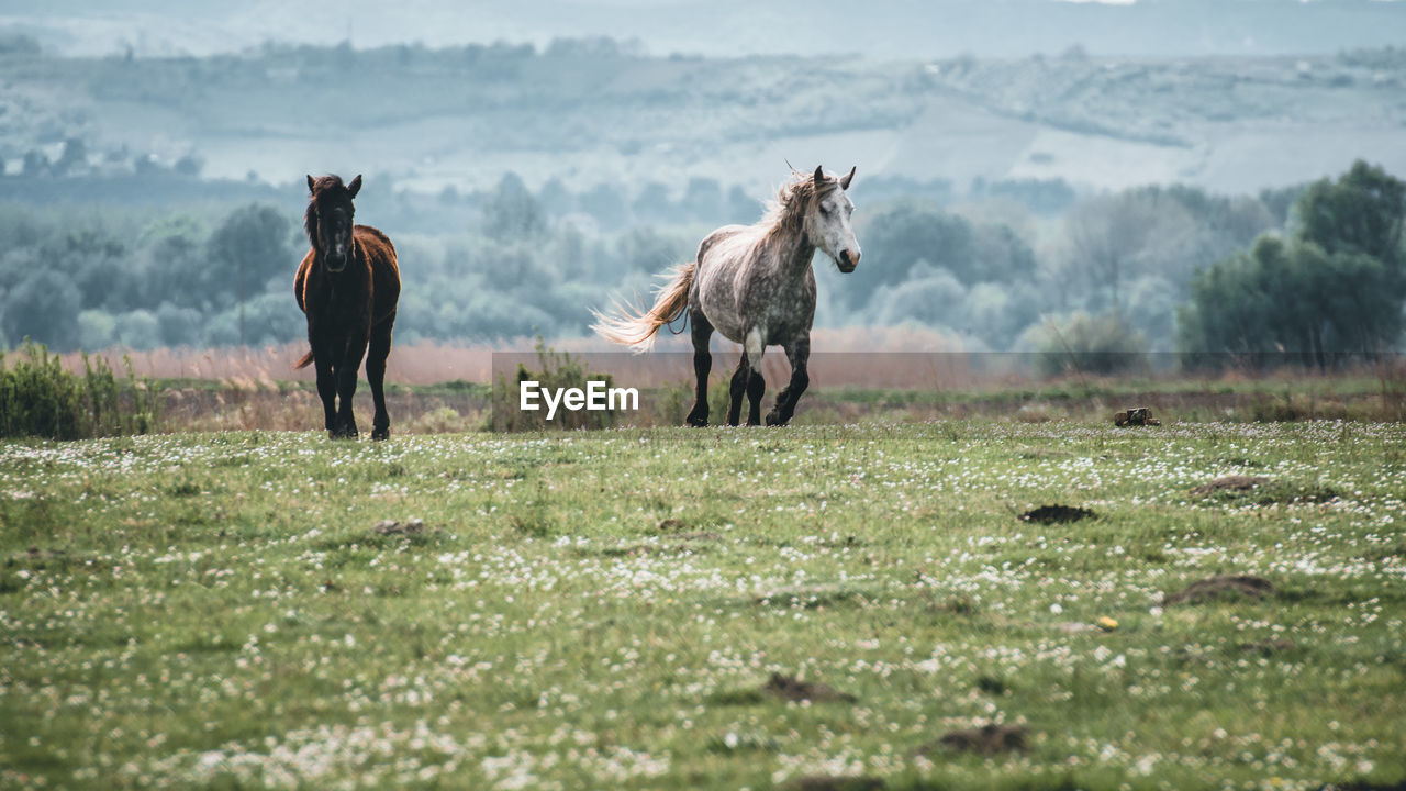 View of horse on field