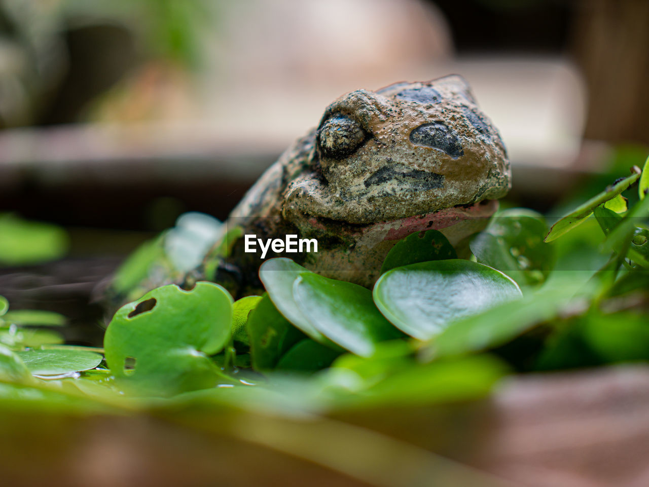 CLOSE-UP OF FROG ON PLANT