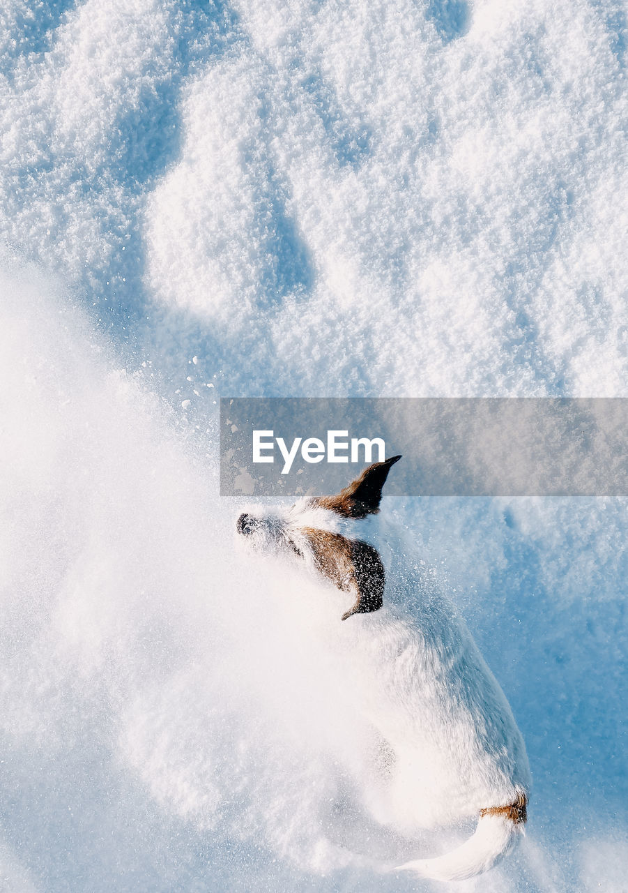 View of dog in snow